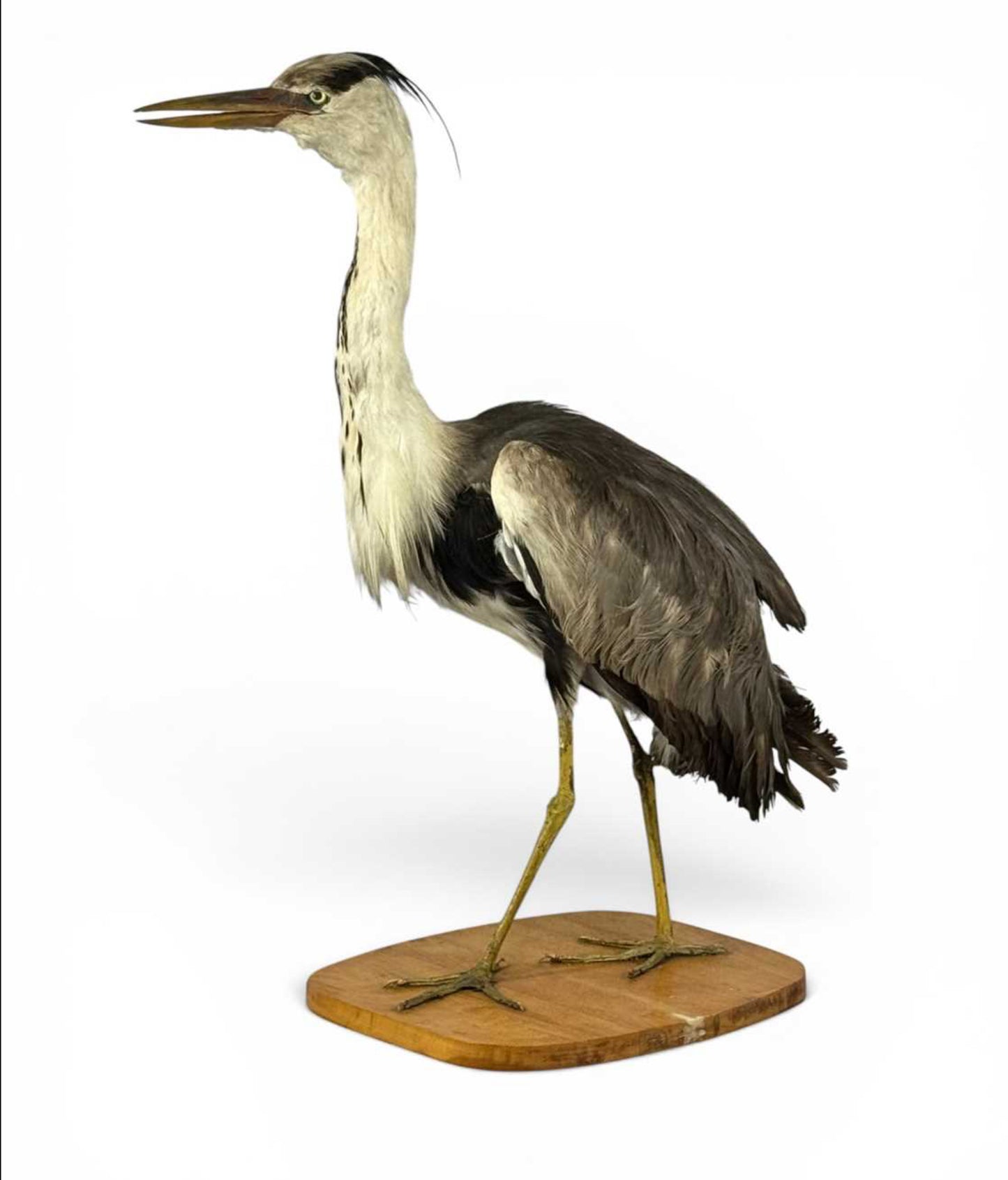 Taxidermy Grey Heron Ardea Cinerea Full Mount Standing on a Wooden Base 76cm Tall