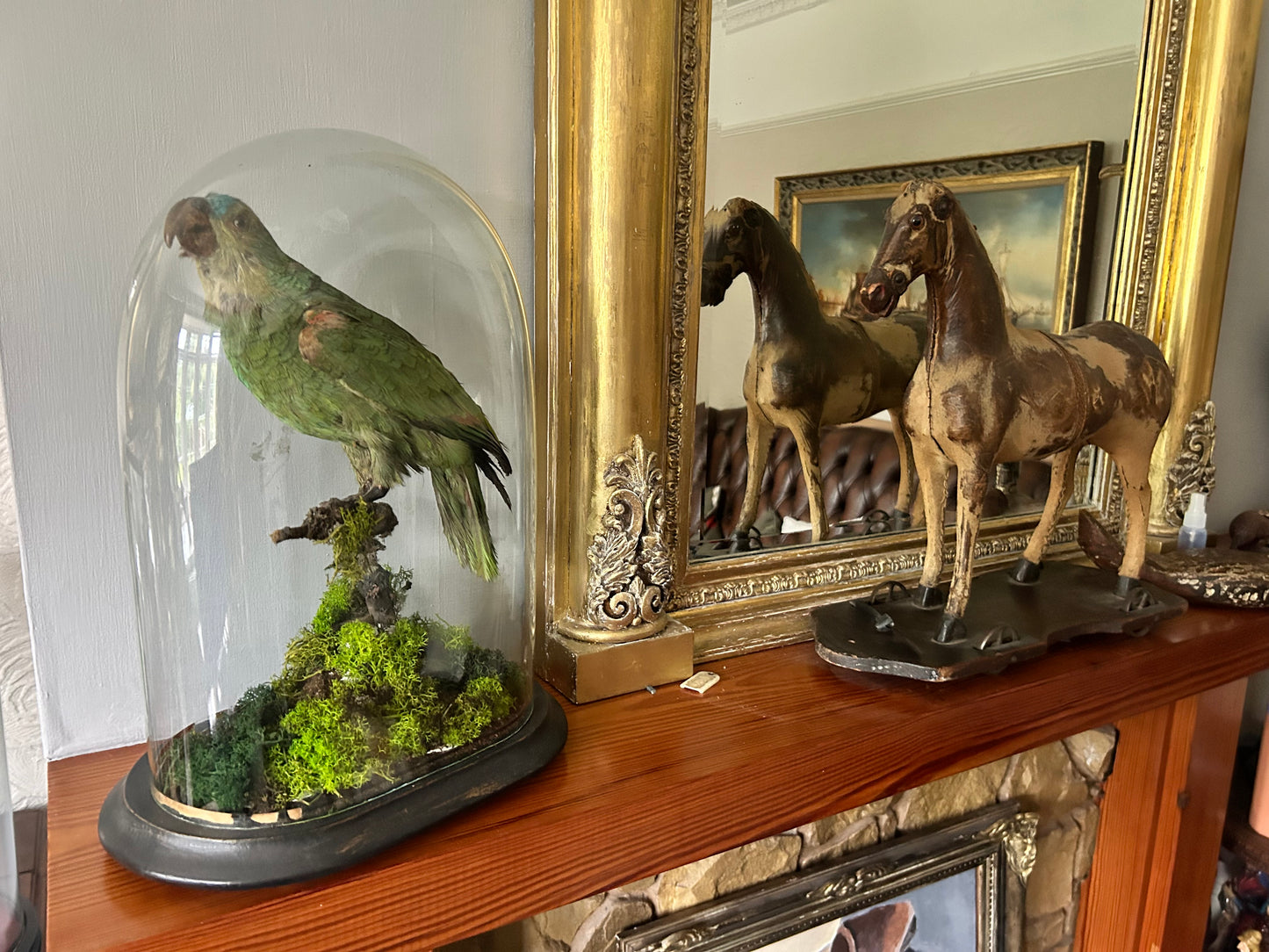 Victorian Taxidermy Amazon Parrot In Glass Dome Rare Antique Taxidermy Bird Display