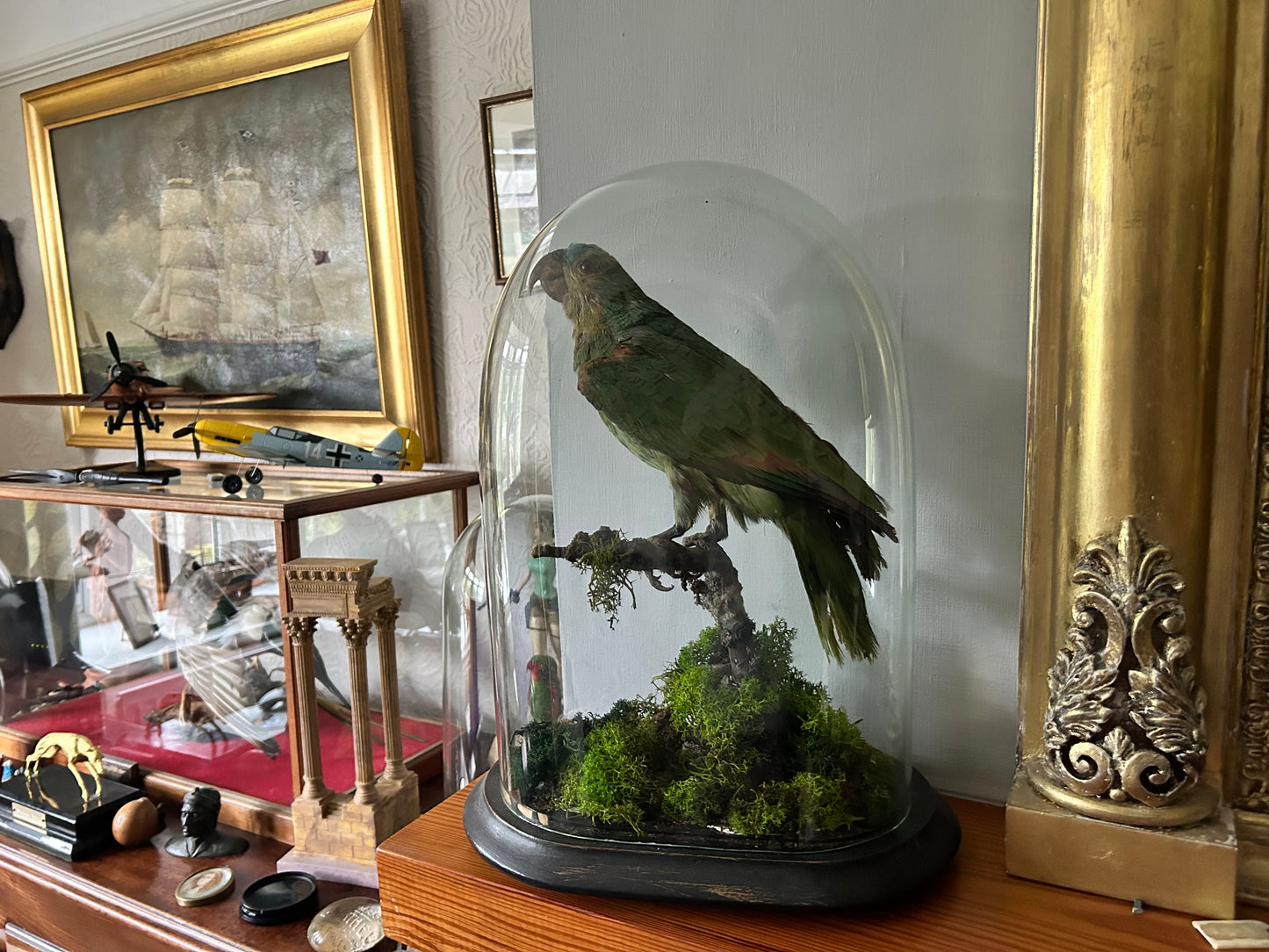 Victorian Taxidermy Amazon Parrot In Glass Dome Rare Antique Taxidermy Bird Display
