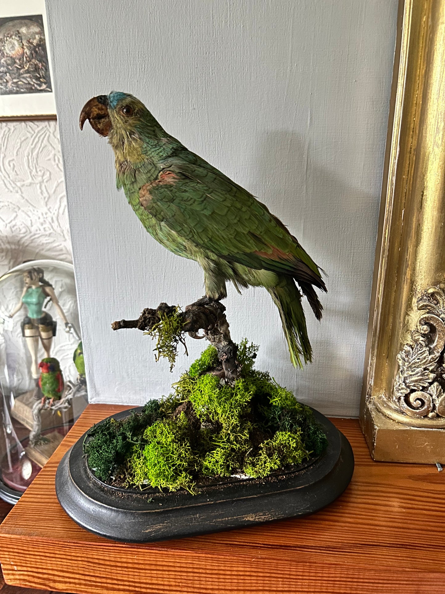 Victorian Taxidermy Amazon Parrot In Glass Dome Rare Antique Taxidermy Bird Display