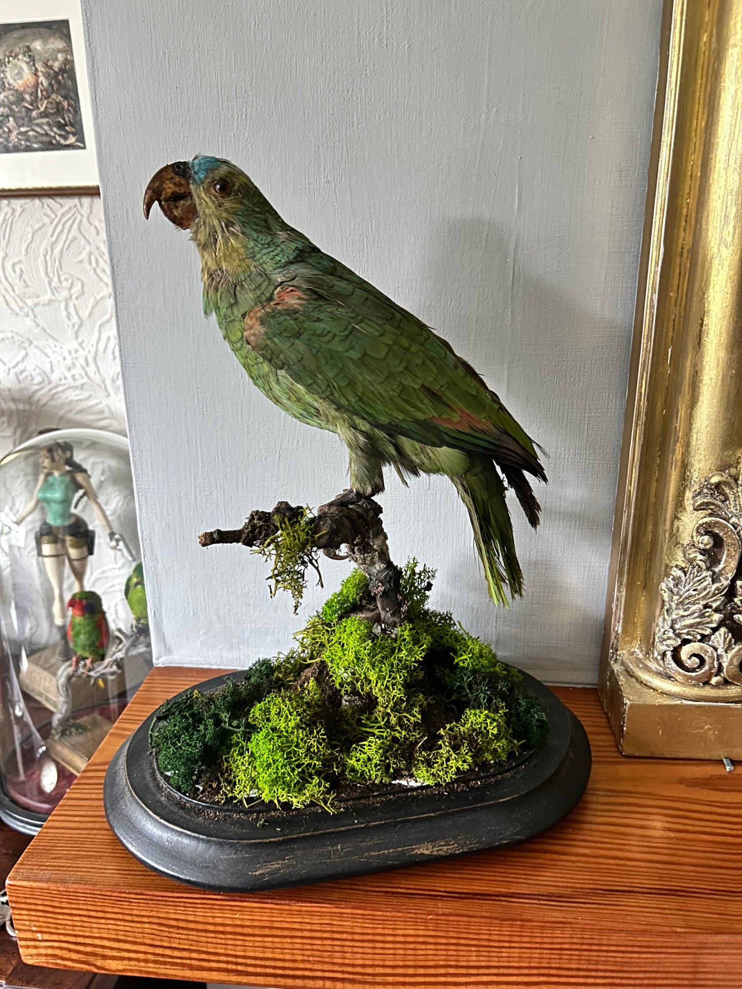 Victorian Taxidermy Amazon Parrot In Glass Dome Rare Antique Taxidermy Bird Display