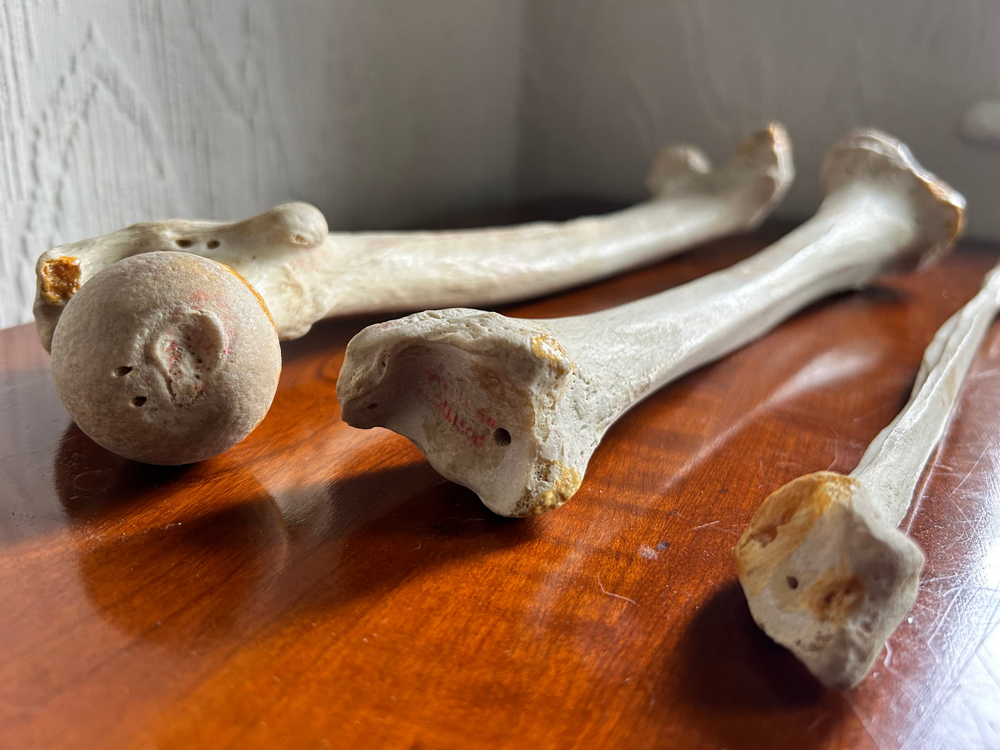 Antique Human Anatomy Teaching Aids Bones of Leg And Foot also Half Pelvis
