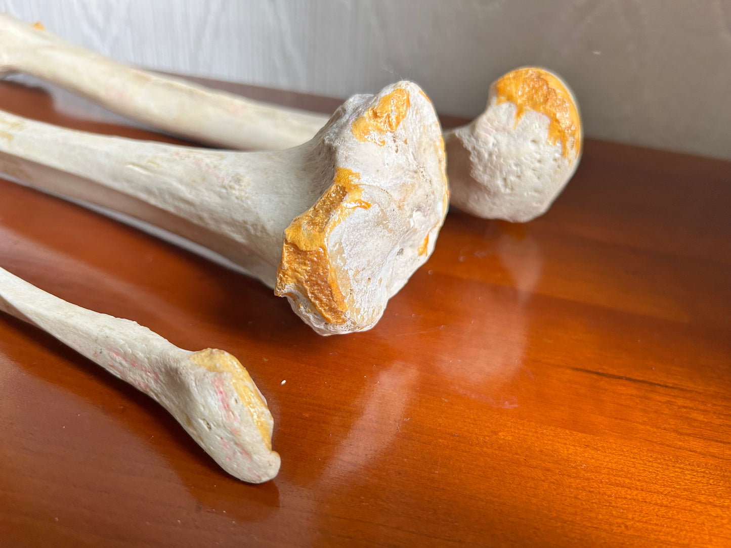 Antique Human Anatomy Teaching Aids Bones of Leg And Foot also Half Pelvis