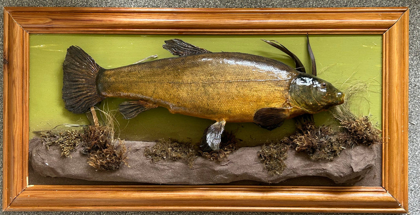 Vintage Taxidermy Tench (Tinca tinca) Wall Mounted Display | Freshwater Fish