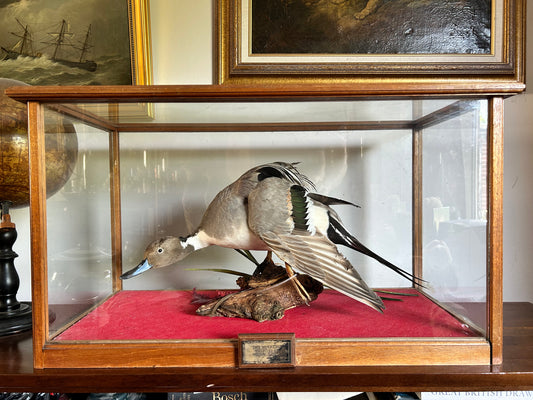 Taxidermy Northern Pintail Duck Cased and Glazed “The weekend”