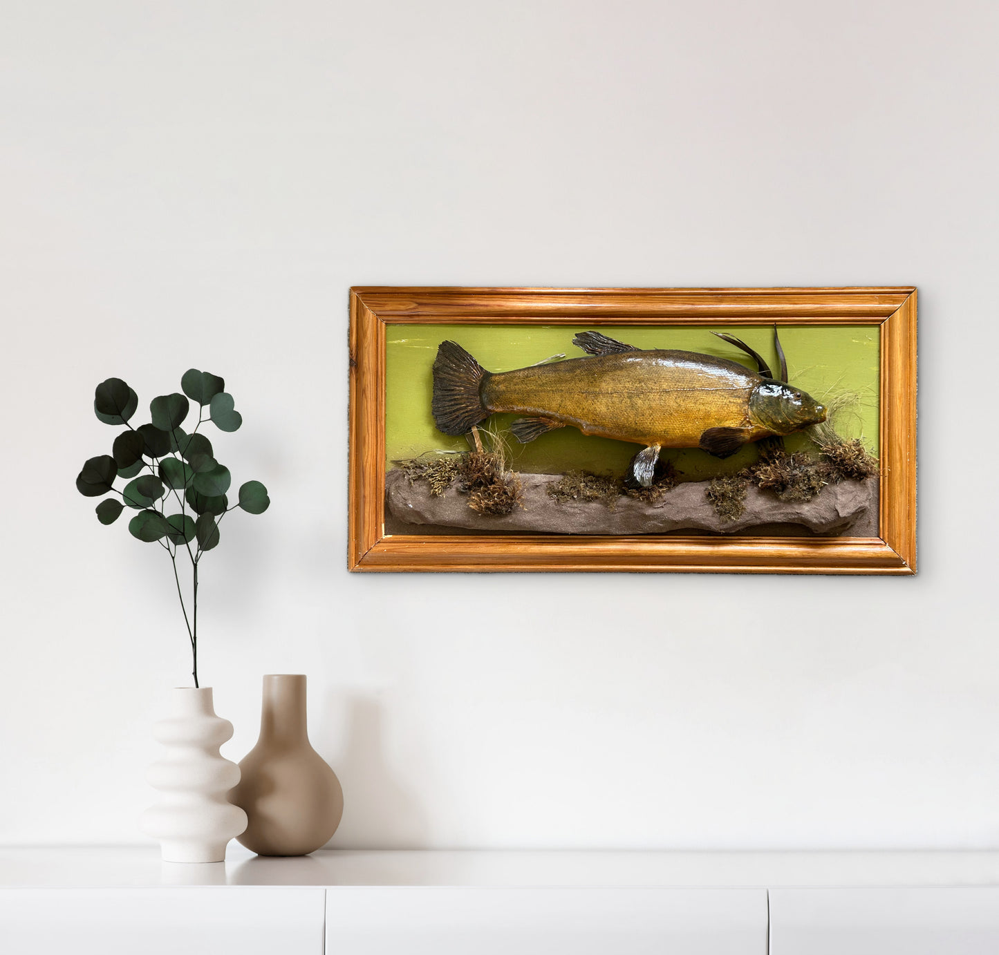 Vintage Taxidermy Tench (Tinca tinca) Wall Mounted Display | Freshwater Fish