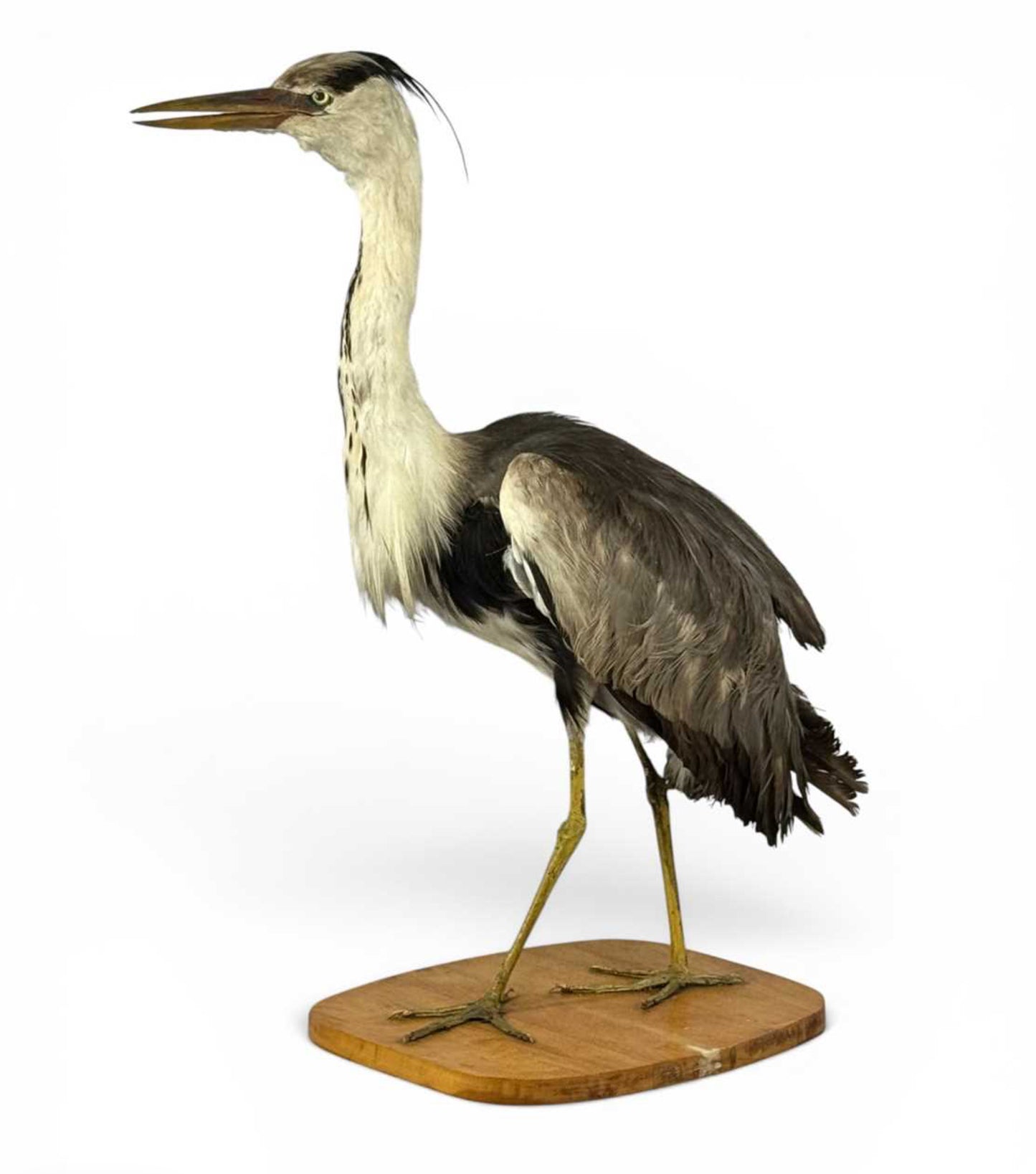 Taxidermy Grey Heron Ardea Cinerea Full Mount Standing on a Wooden Base 76cm Tall