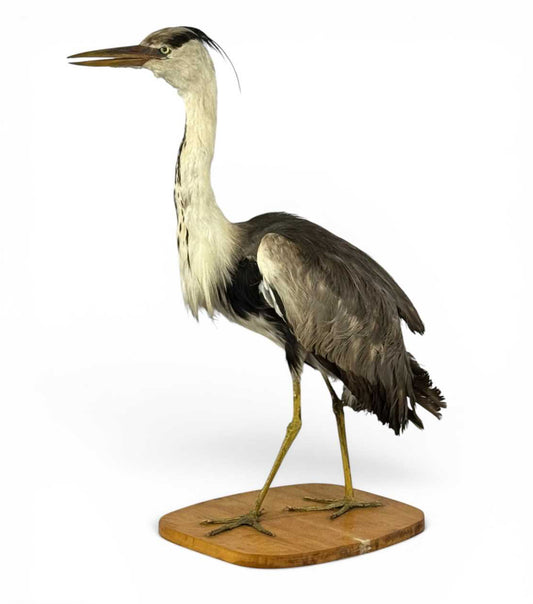 Taxidermy Grey Heron Ardea Cinerea Full Mount Standing on a Wooden Base 76cm Tall