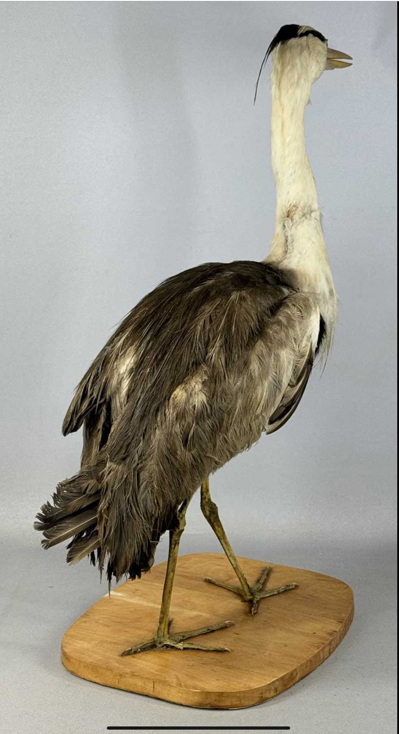 Taxidermy Grey Heron Ardea Cinerea Full Mount Standing on a Wooden Base 76cm Tall