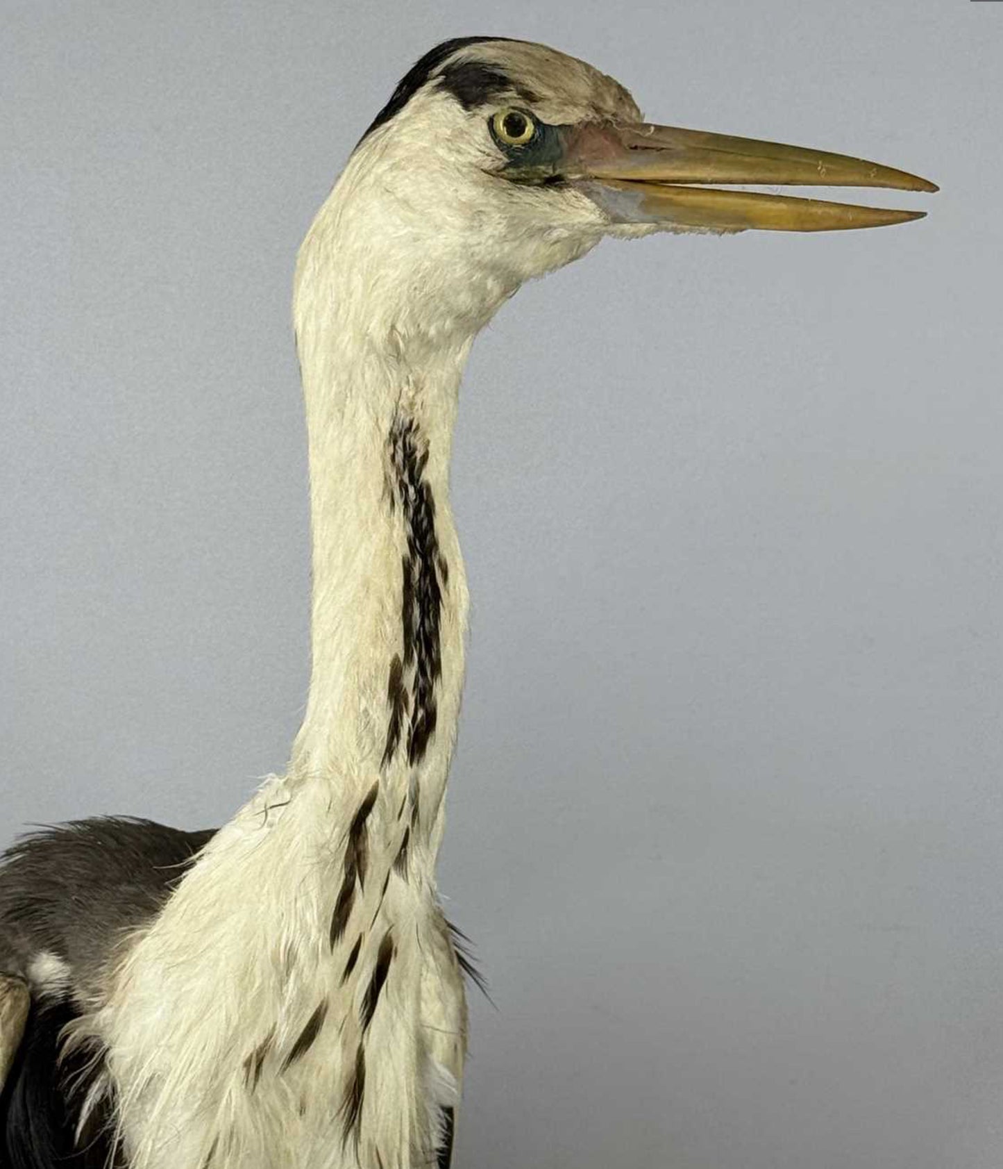 Taxidermy Grey Heron Ardea Cinerea Full Mount Standing on a Wooden Base 76cm Tall