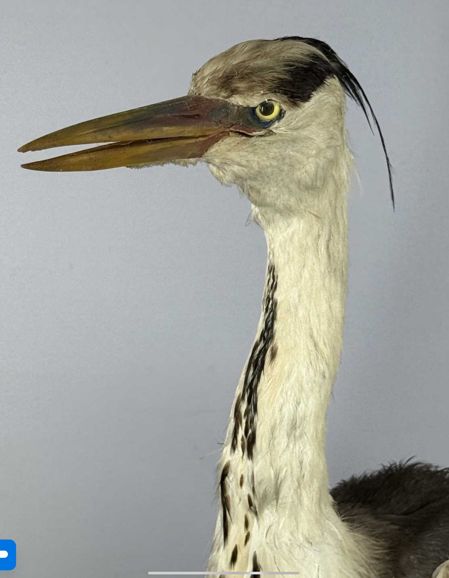 Taxidermy Grey Heron Ardea Cinerea Full Mount Standing on a Wooden Base 76cm Tall