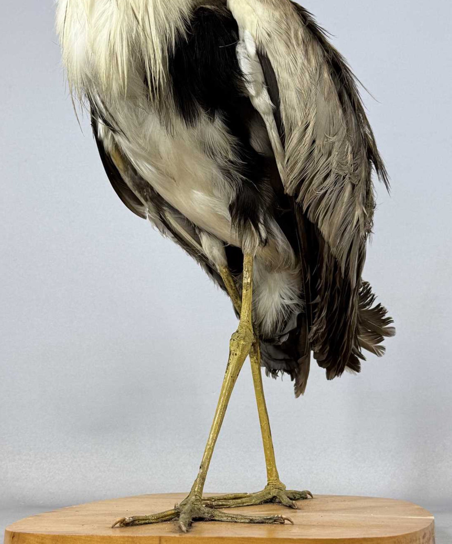 Taxidermy Grey Heron Ardea Cinerea Full Mount Standing on a Wooden Base 76cm Tall