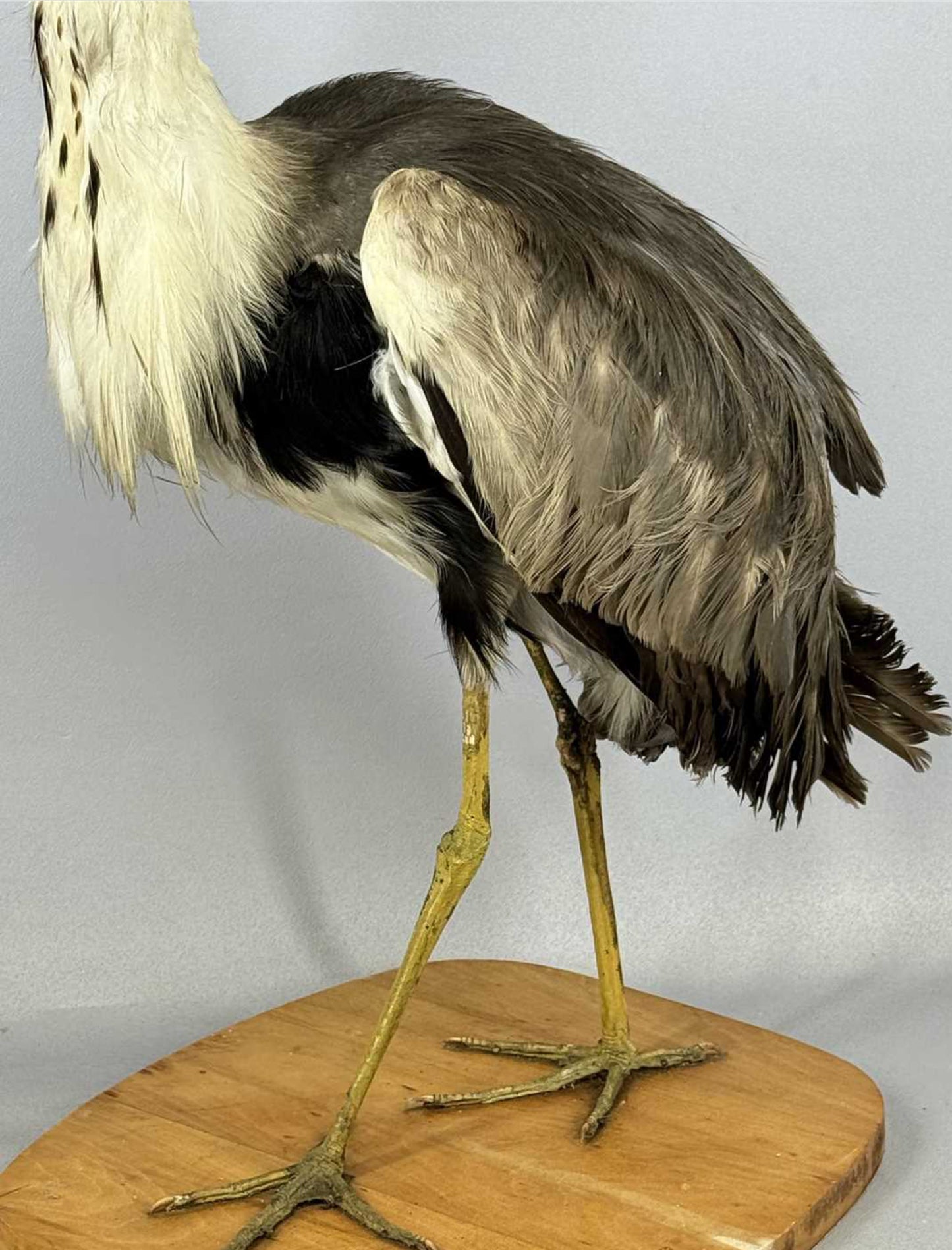 Taxidermy Grey Heron Ardea Cinerea Full Mount Standing on a Wooden Base 76cm Tall