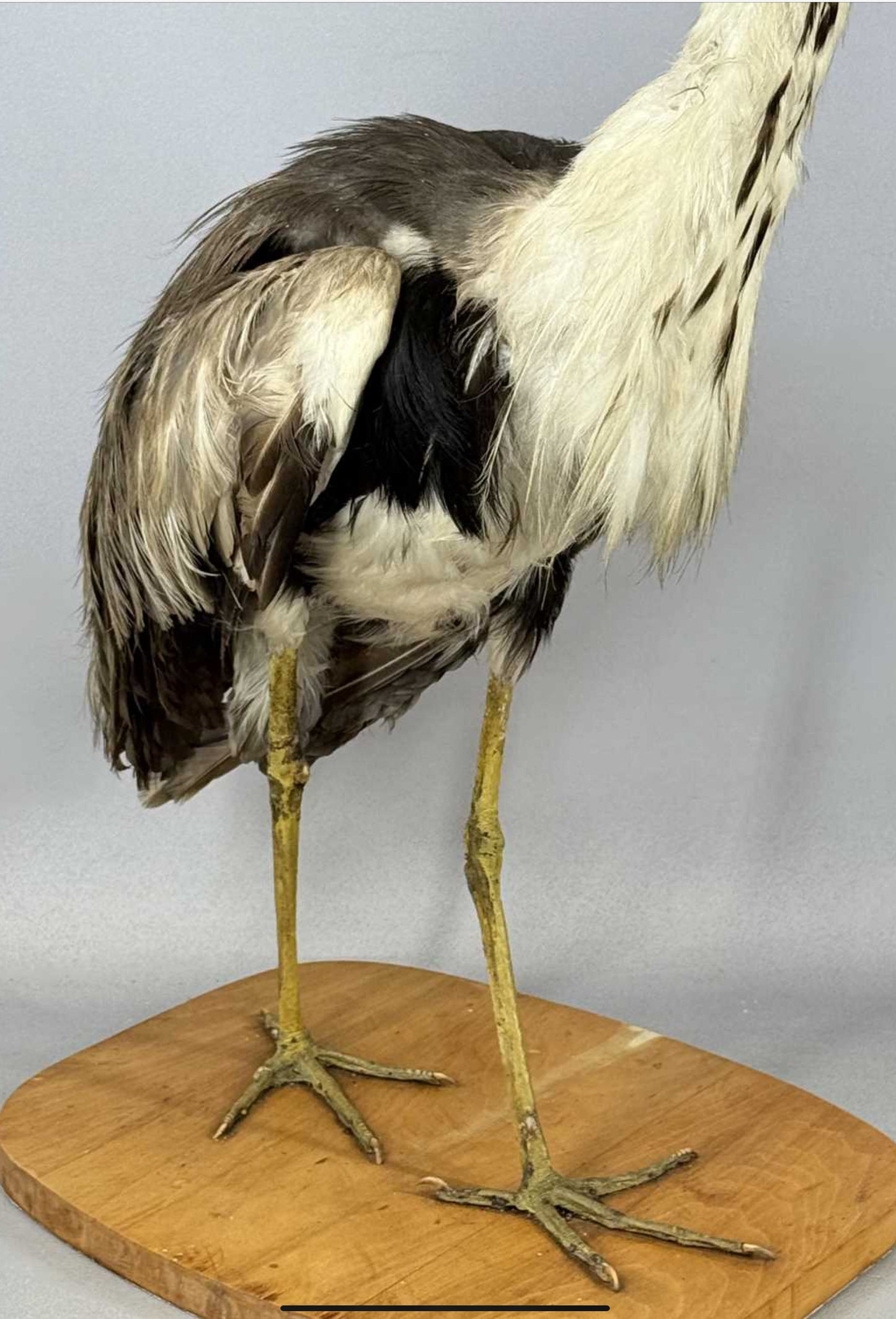 Taxidermy Grey Heron Ardea Cinerea Full Mount Standing on a Wooden Base 76cm Tall