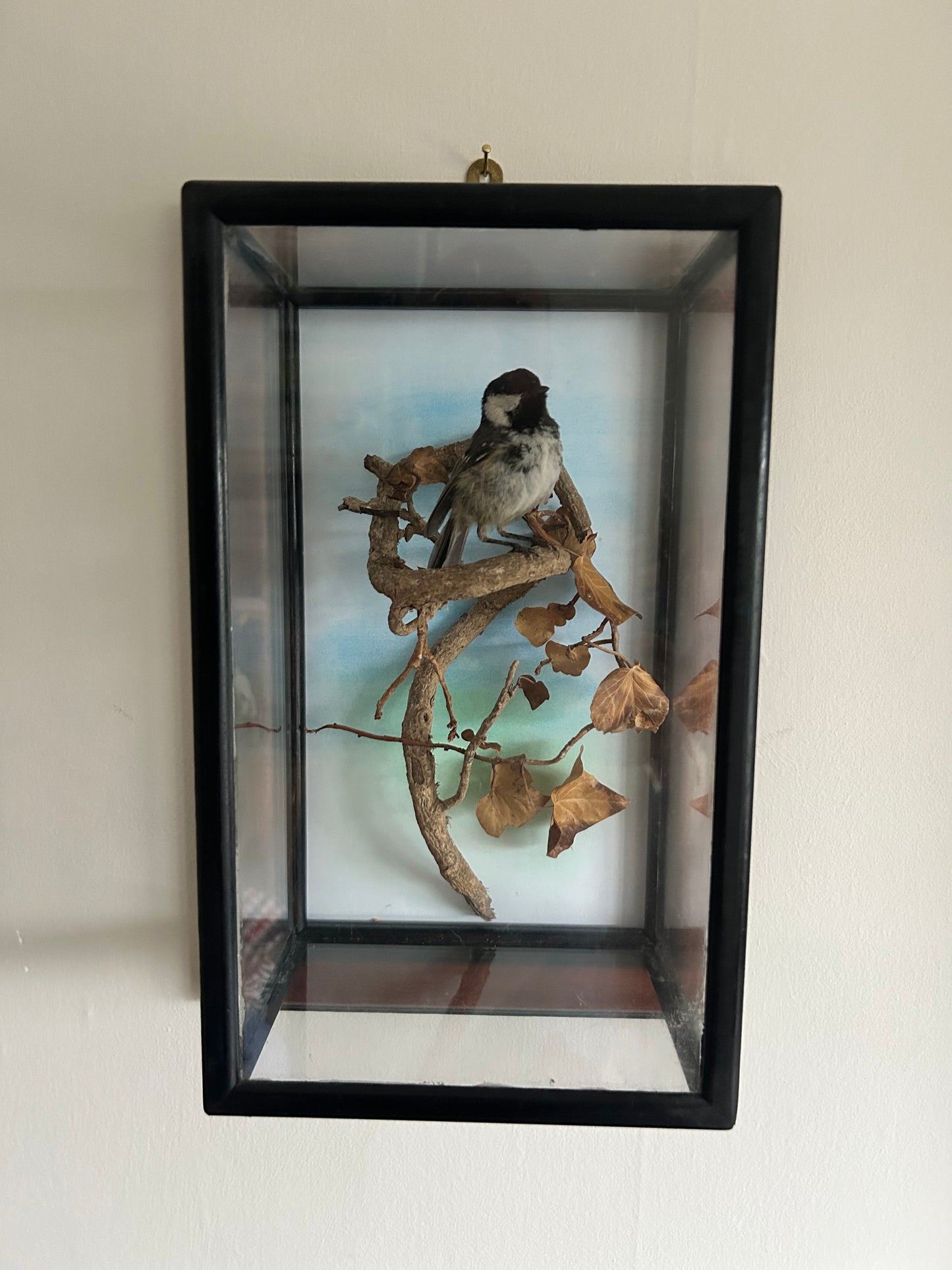 Taxidermy Bird Coal Tit In Wall Mounted Case by David Irwin Taxidermy