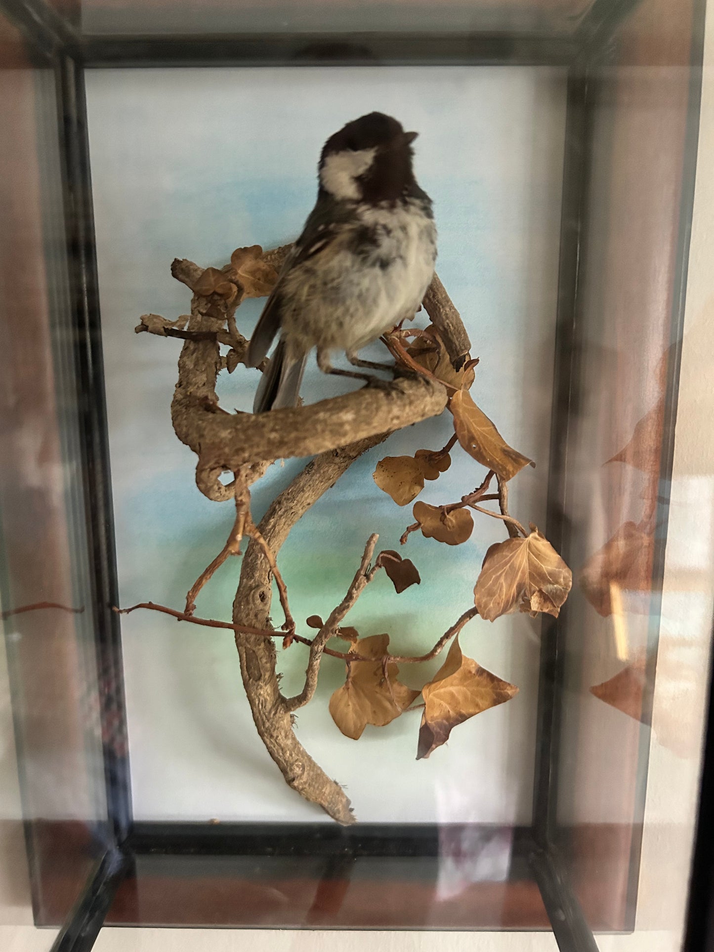 Taxidermy Bird Coal Tit In Wall Mounted Case by David Irwin Taxidermy