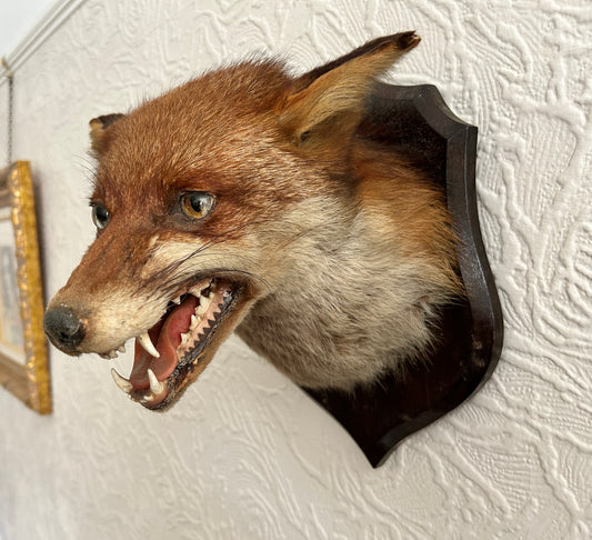 Taxidermy Fox Head On Shield Wall Mount Vulpes Vulpes European Fox