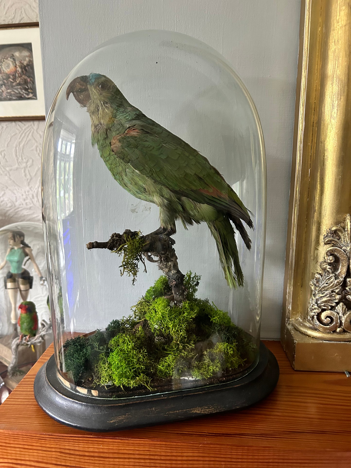 Victorian Taxidermy Amazon Parrot In Glass Dome Rare Antique Taxidermy Bird Display