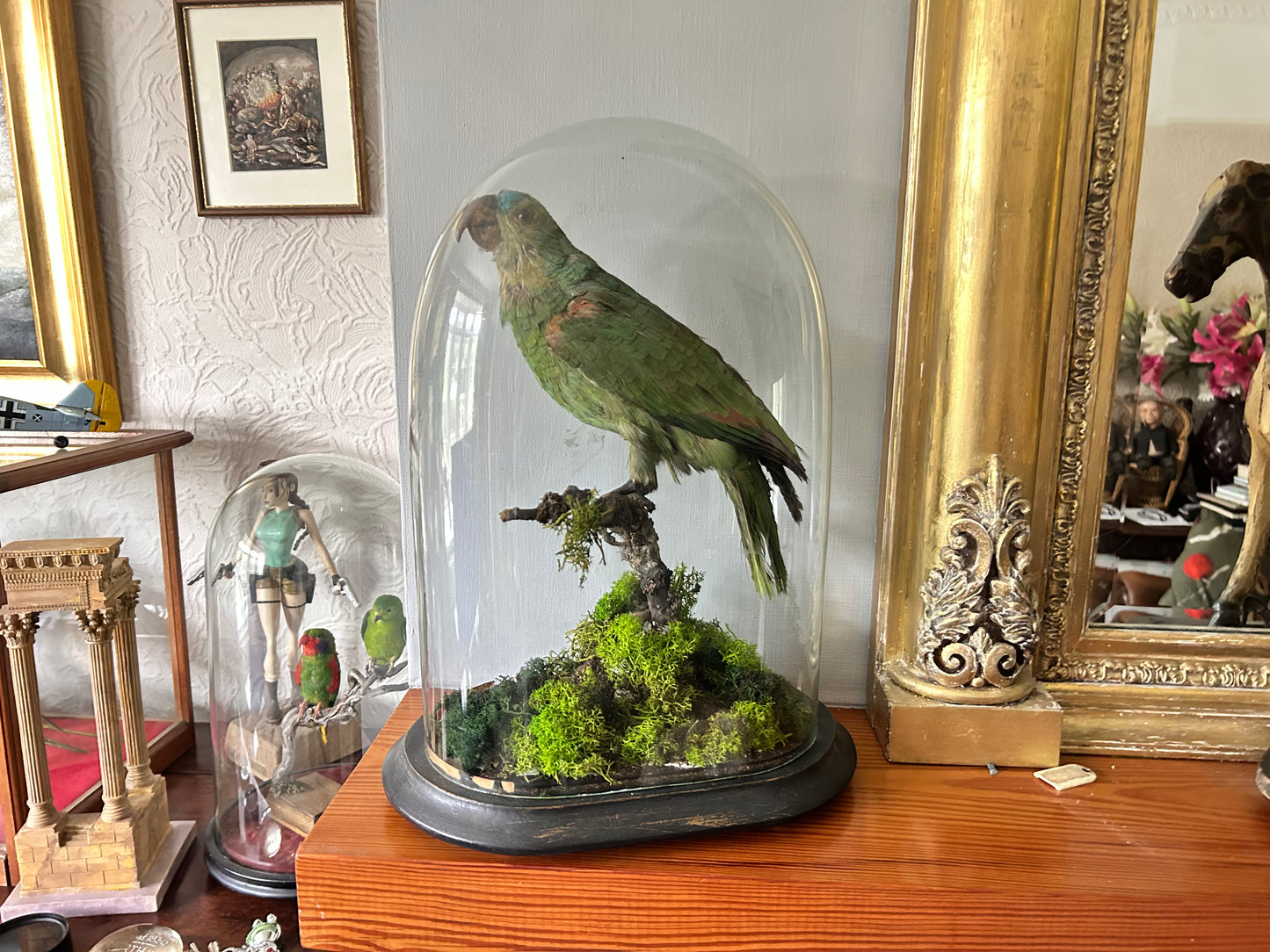 Victorian Taxidermy Amazon Parrot In Glass Dome Rare Antique Taxidermy Bird Display