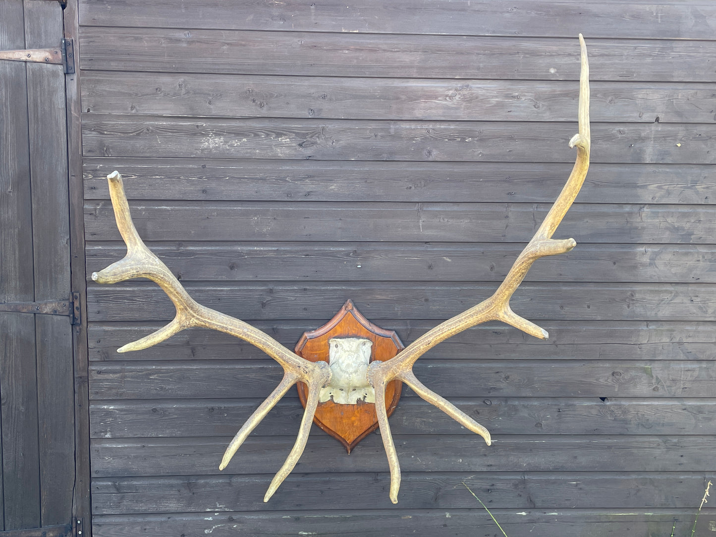 Rowland Ward Royal Stag Antlers On Skull Cap and Dhield Mount