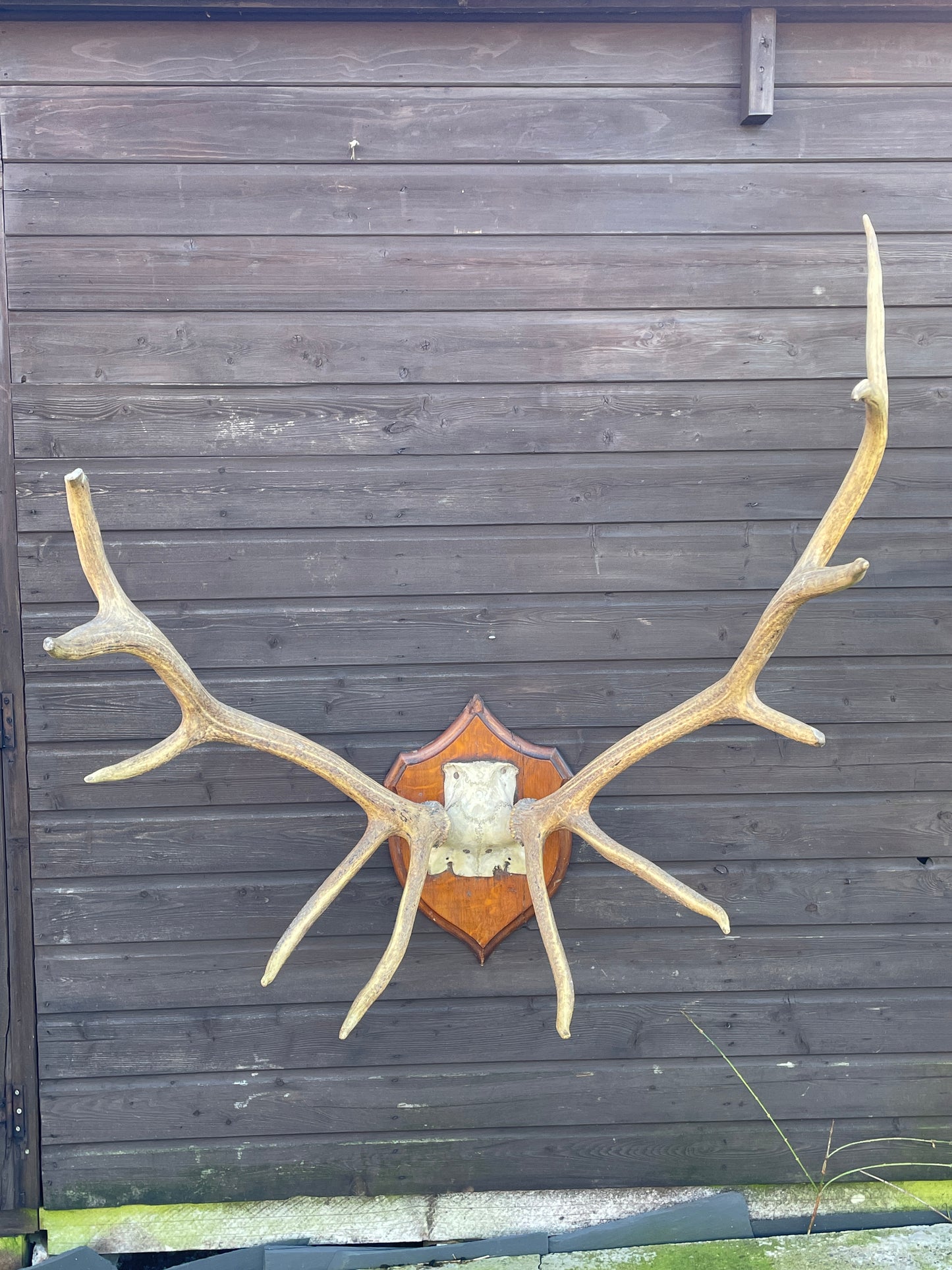 Rowland Ward Royal Stag Antlers On Skull Cap and Dhield Mount