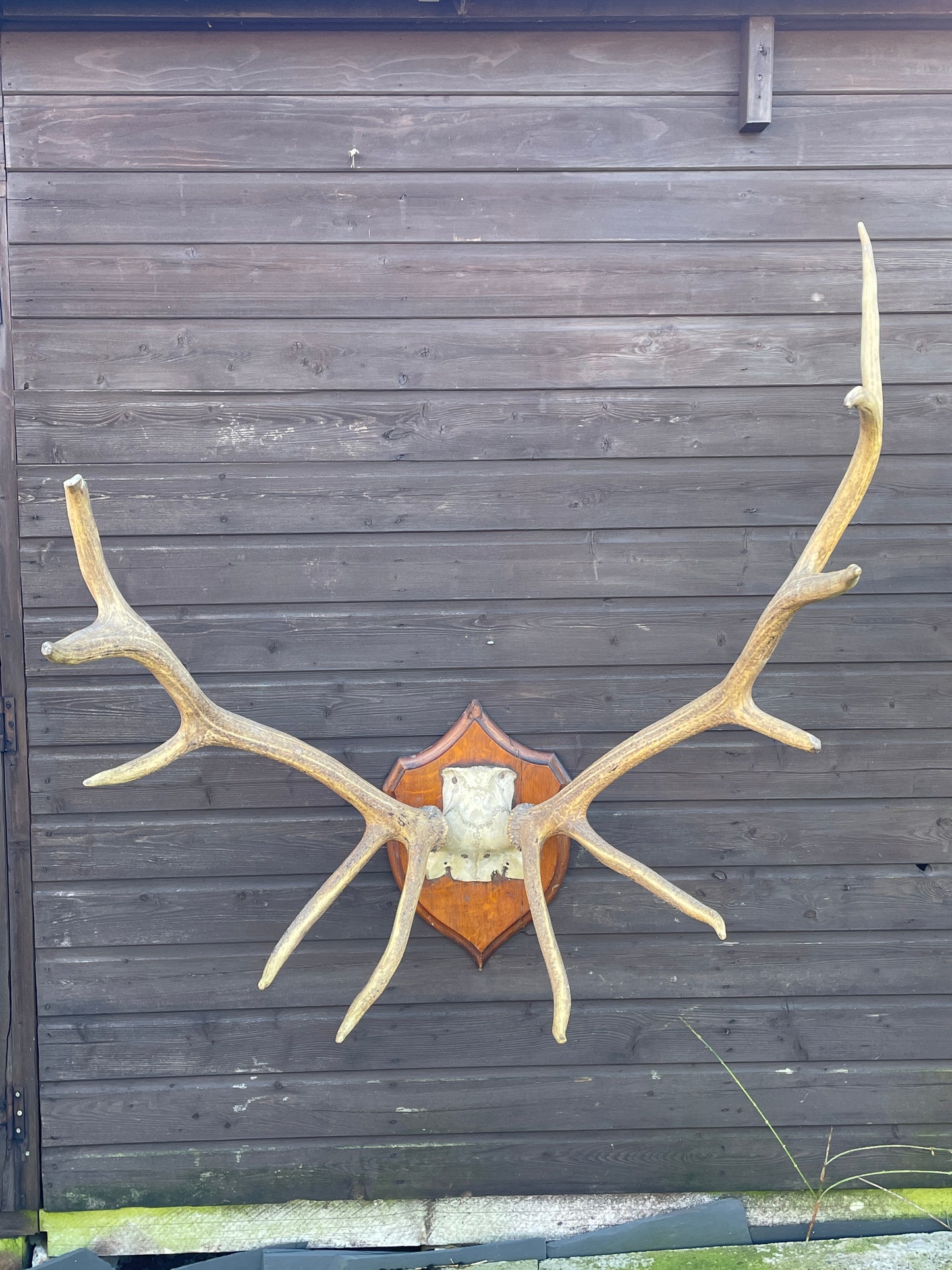 Rowland Ward Royal Stag Antlers On Skull Cap and Dhield Mount