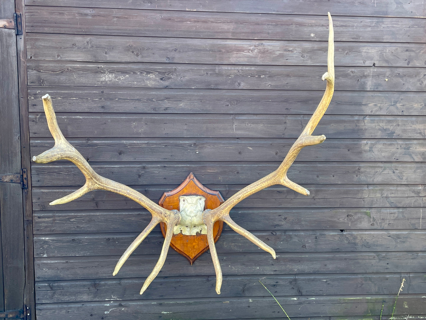 Rowland Ward Royal Stag Antlers On Skull Cap and Dhield Mount