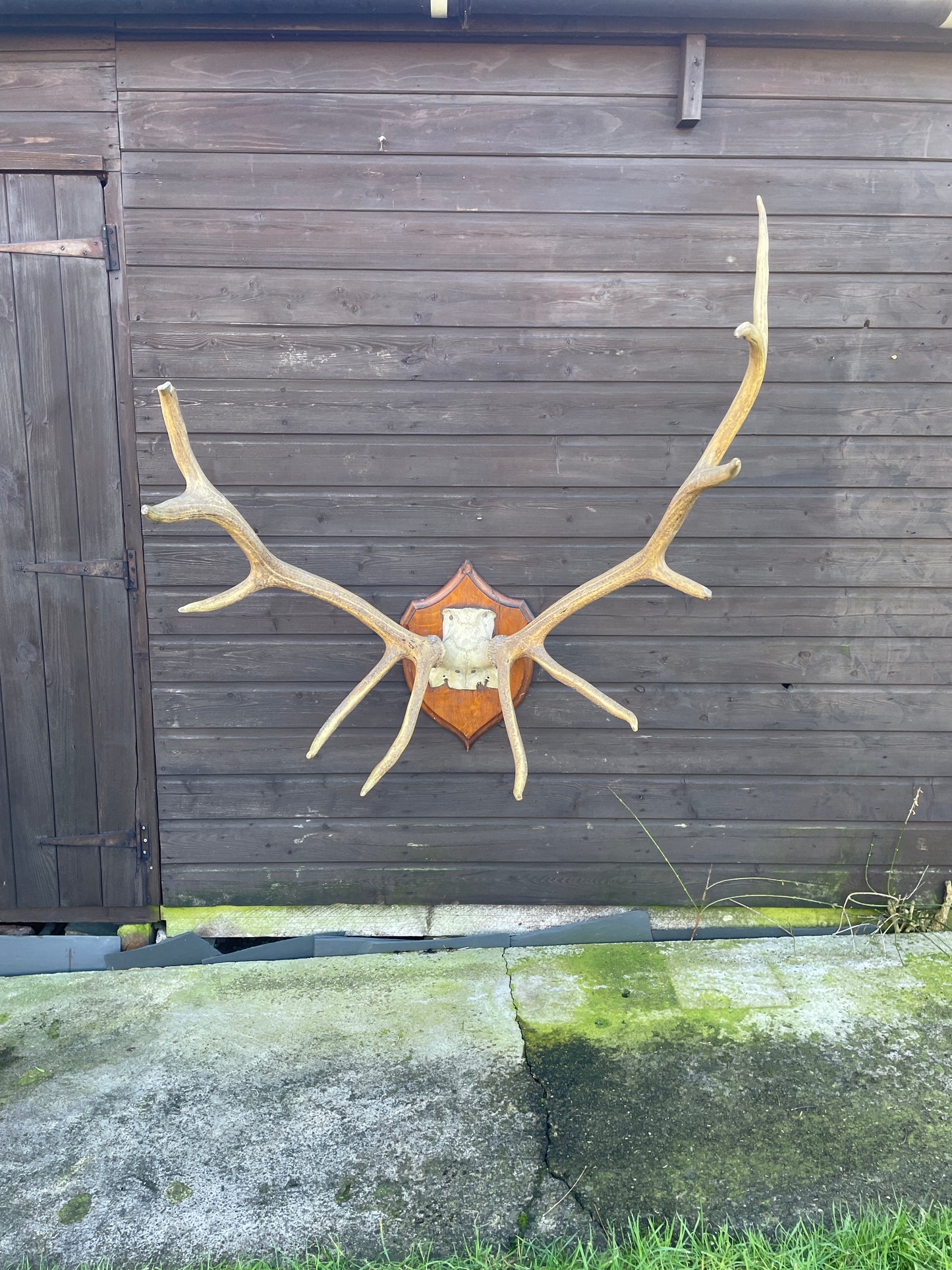 Rowland Ward Royal Stag Antlers On Skull Cap and Dhield Mount