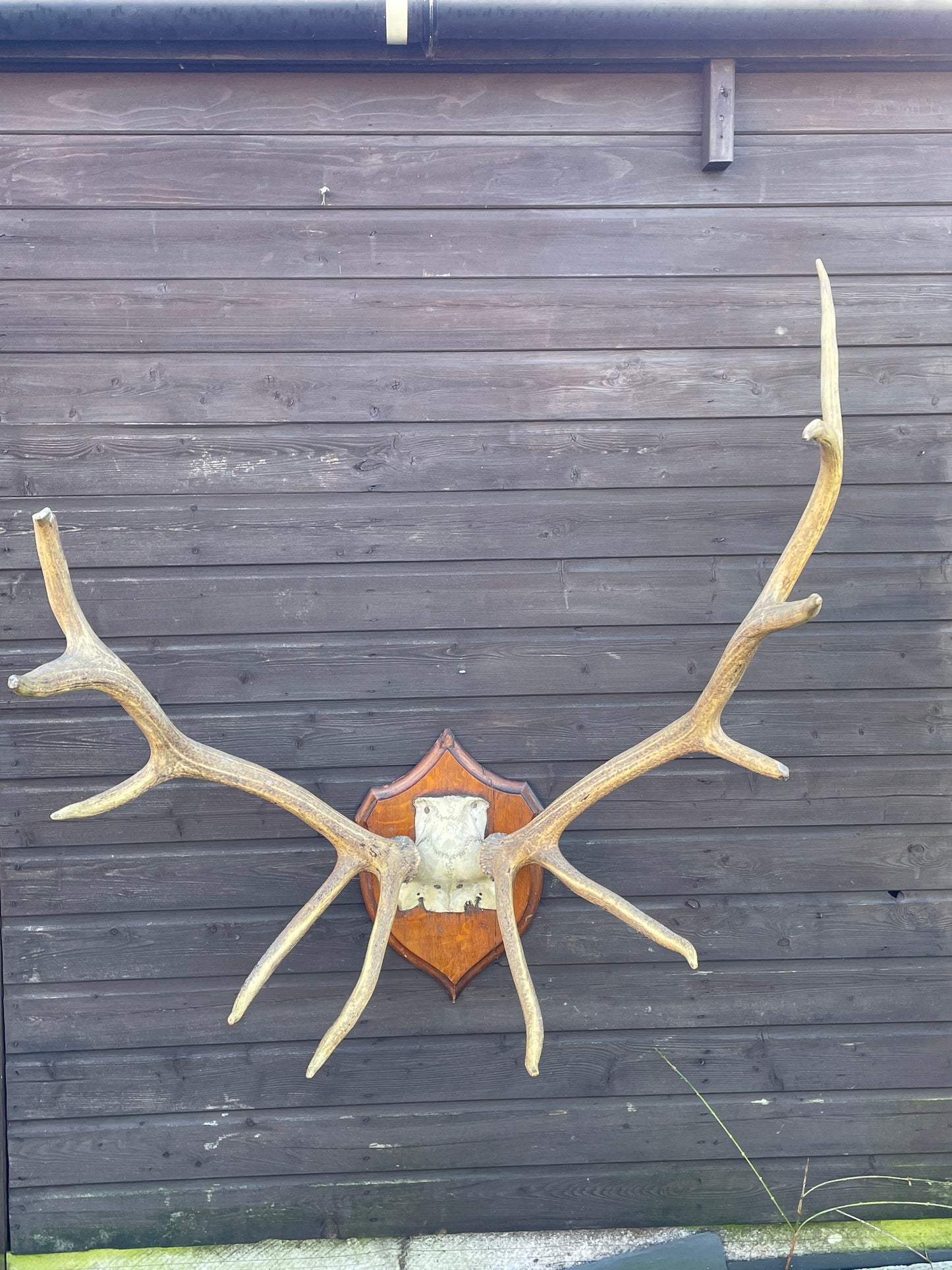 Rowland Ward Royal Stag Antlers On Skull Cap and Dhield Mount