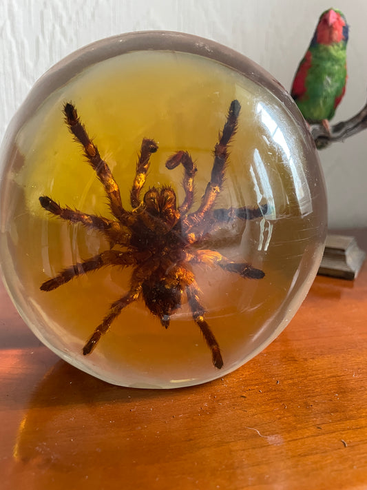 Taxidermy Spider Tarantula Lucite Paperweight mid century Tourist Piece