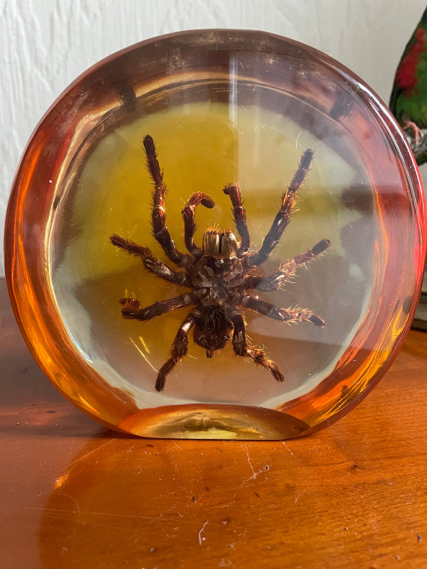 Taxidermy Spider Tarantula Lucite Paperweight mid century Tourist Piece