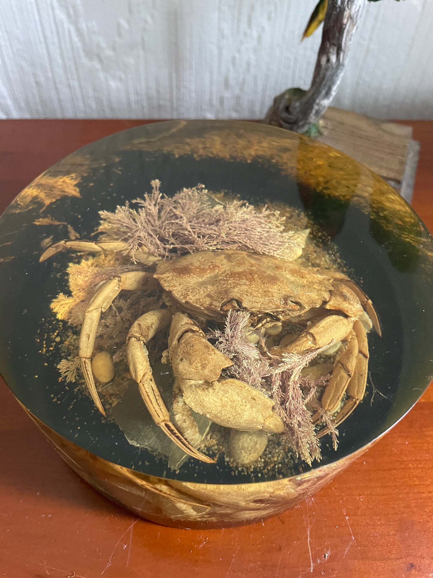 Mid Century Taxidermy Crab Lucite Sealife Display ornament or Paperweight