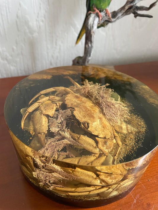 Mid Century Taxidermy Crab Lucite Sealife Display ornament or Paperweight