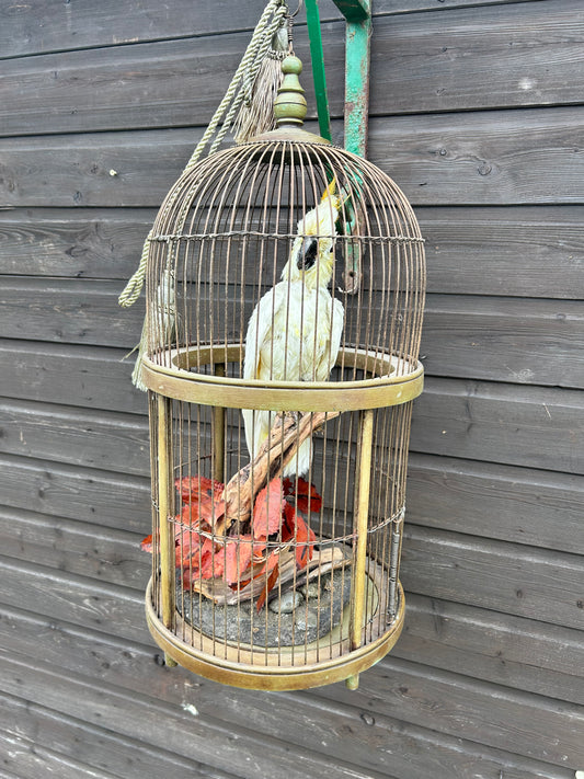 Taxidermy Cockatoo In Vintage French Bird Cage Beautiful Interior Decor