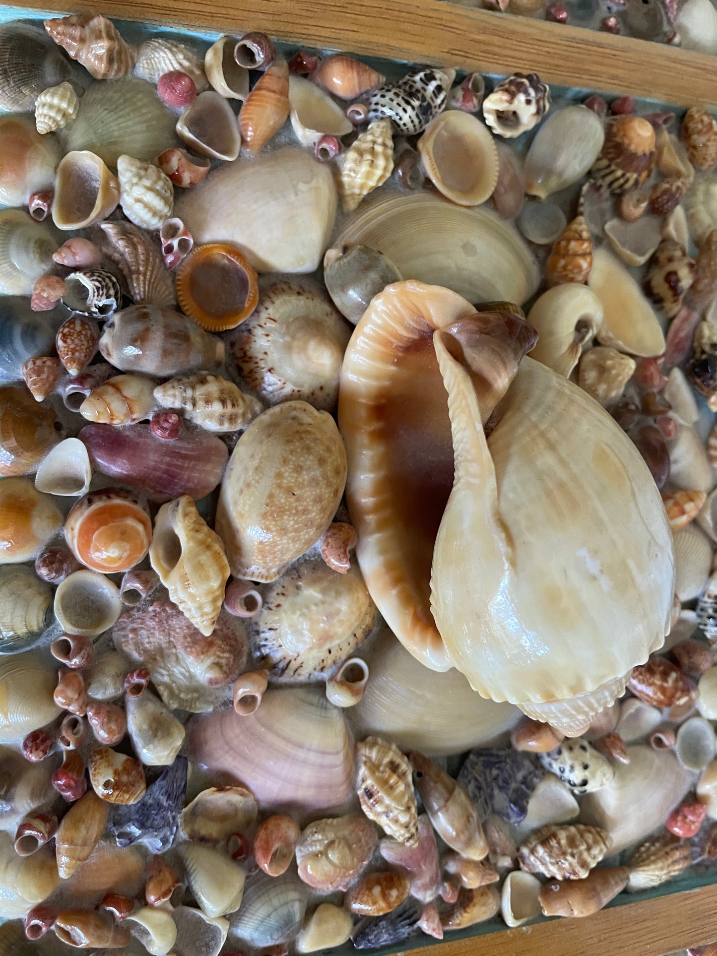 Folk Art Sea Shell Decorated Jewellery Or Trinket Box Hand crafted