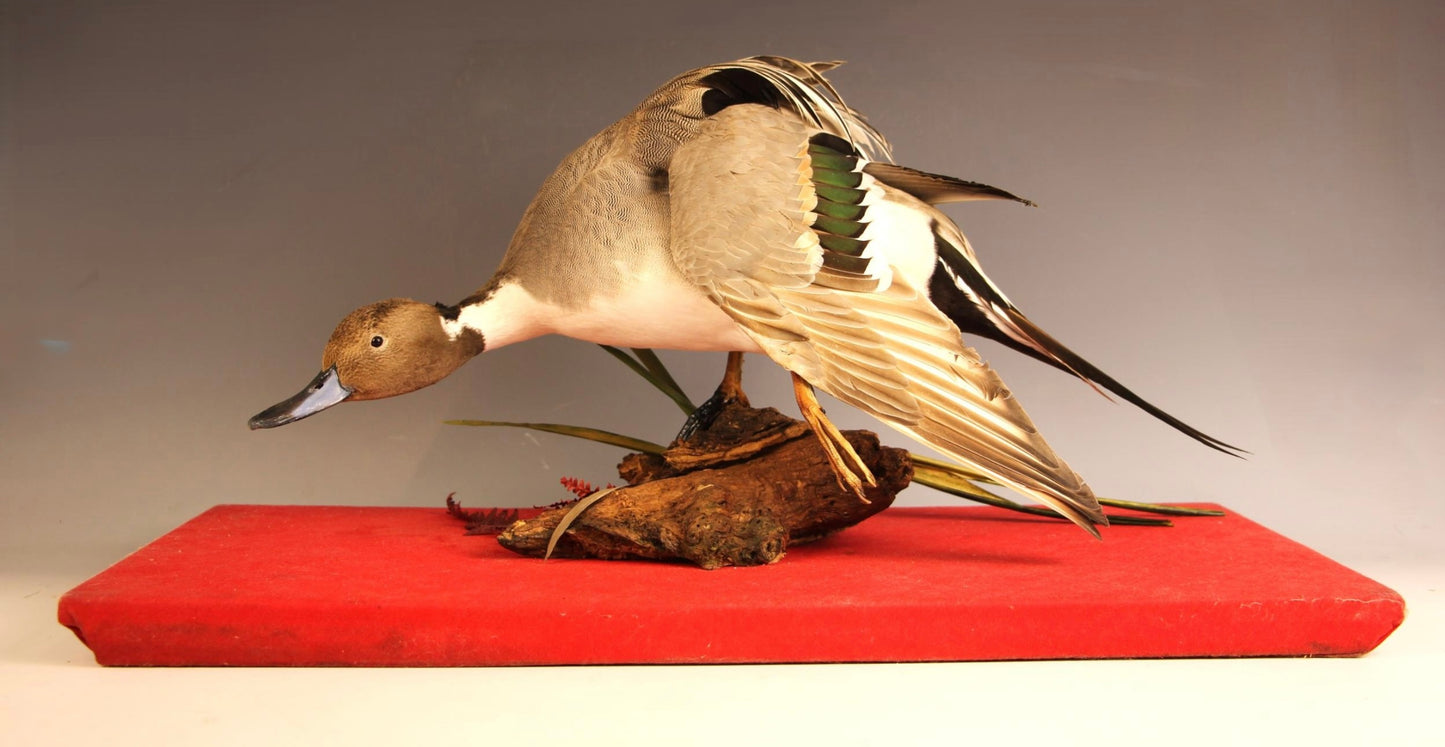 Taxidermy Northern Pintail Duck