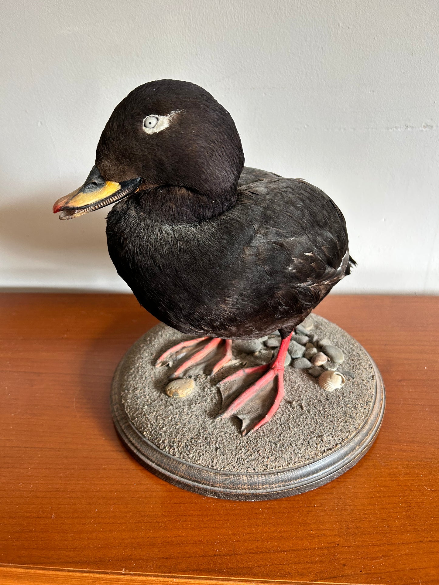 Taxidermy Velvet Scoter Superb Taxidermy Duck on Rockwork base.