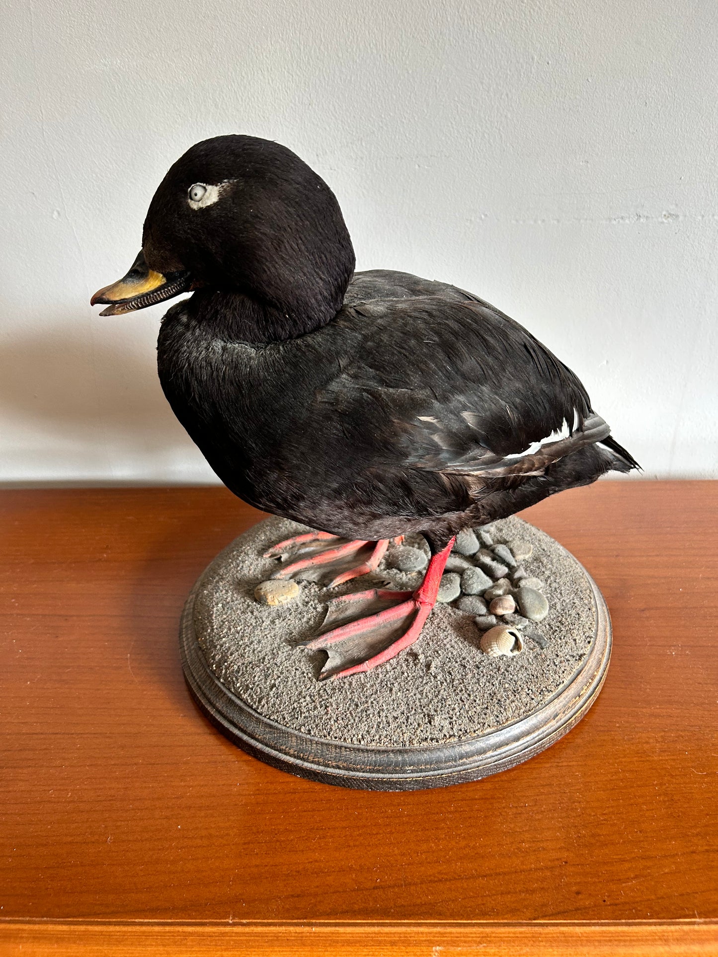 Taxidermy Velvet Scoter Superb Taxidermy Duck on Rockwork base.