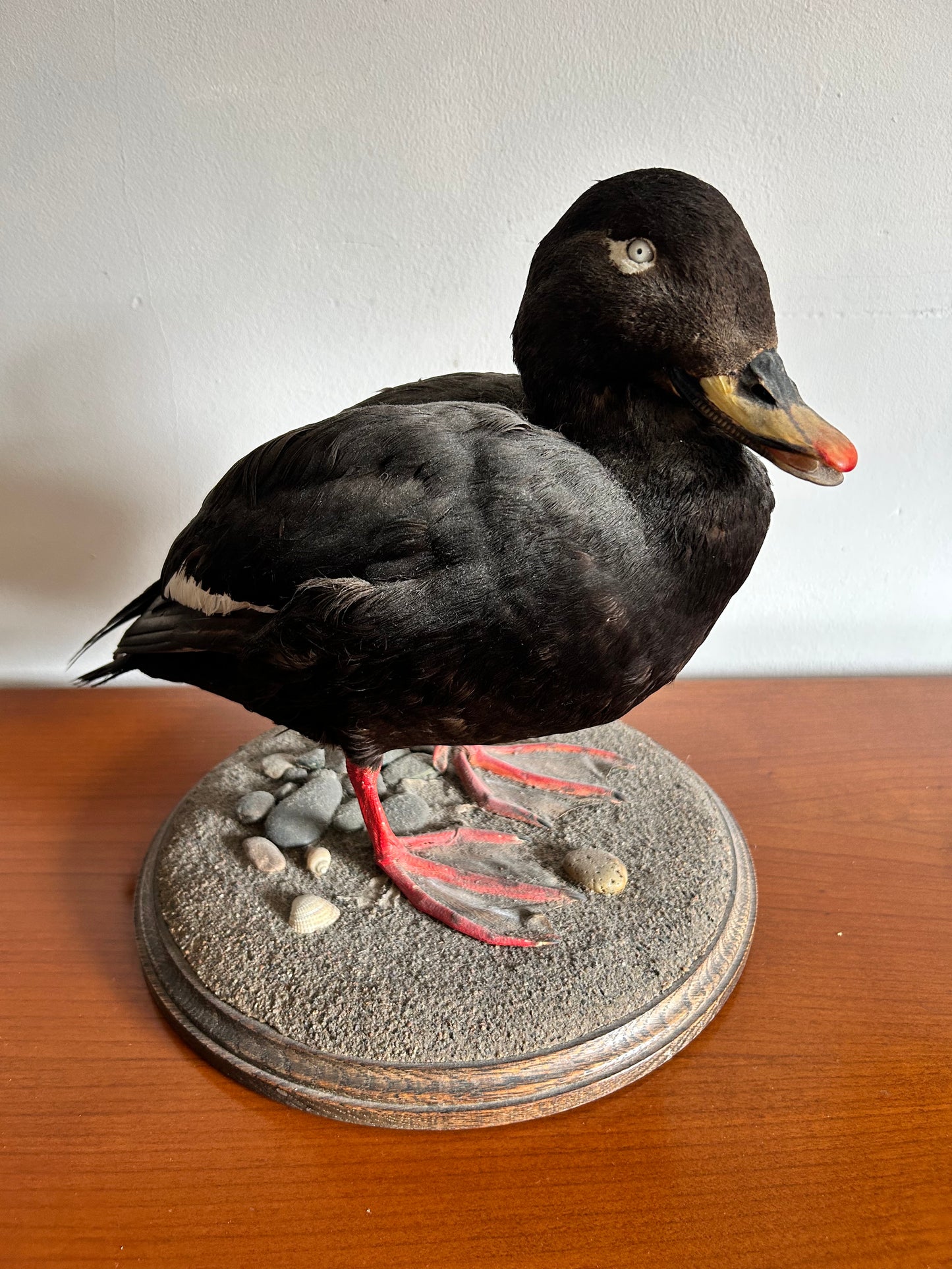 Taxidermy Velvet Scoter Superb Taxidermy Duck on Rockwork base.