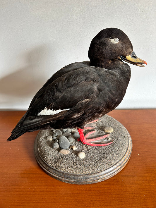 Taxidermy Velvet Scoter Superb Taxidermy Duck on Rockwork base.