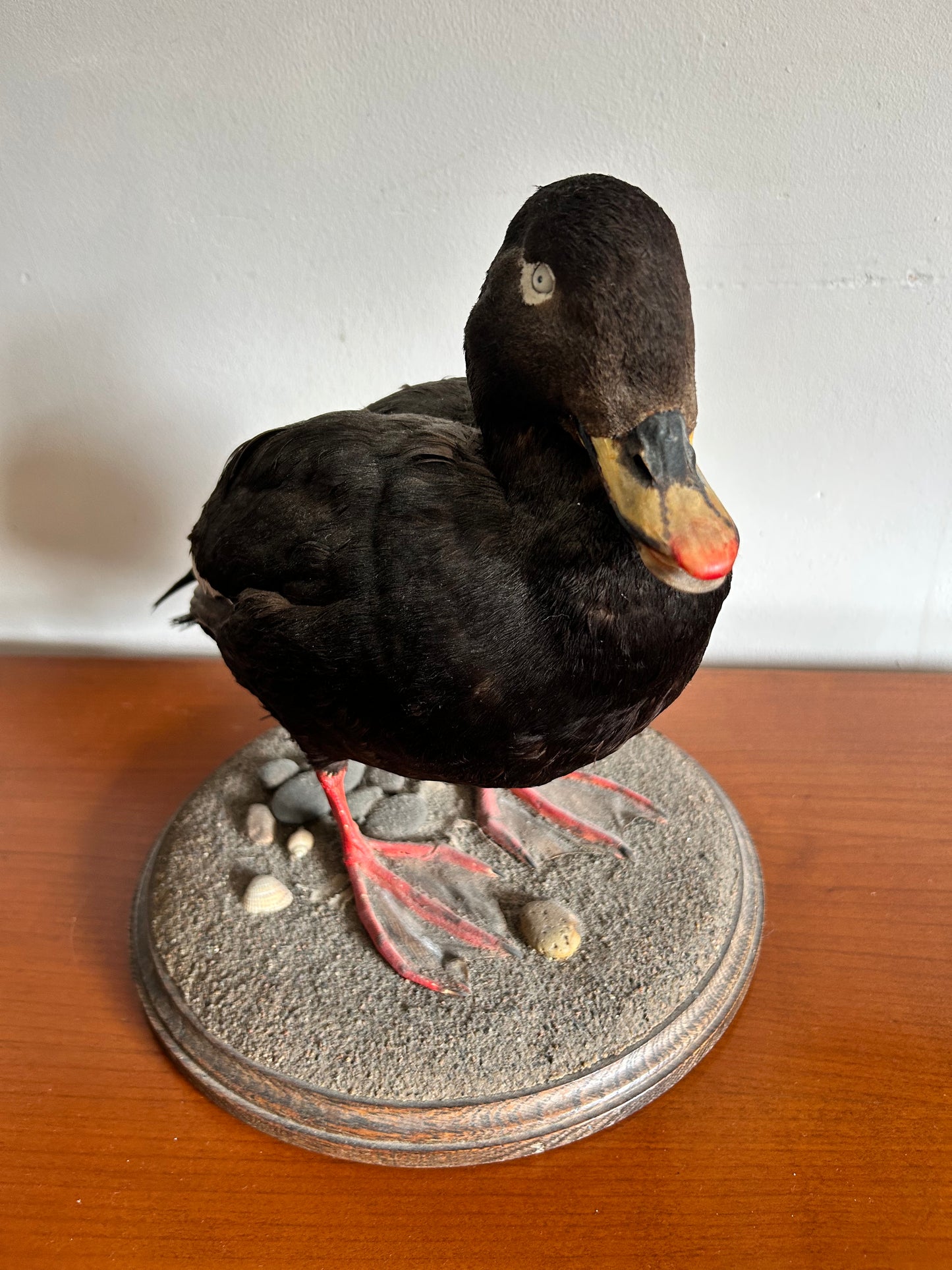 Taxidermy Velvet Scoter Superb Taxidermy Duck on Rockwork base.