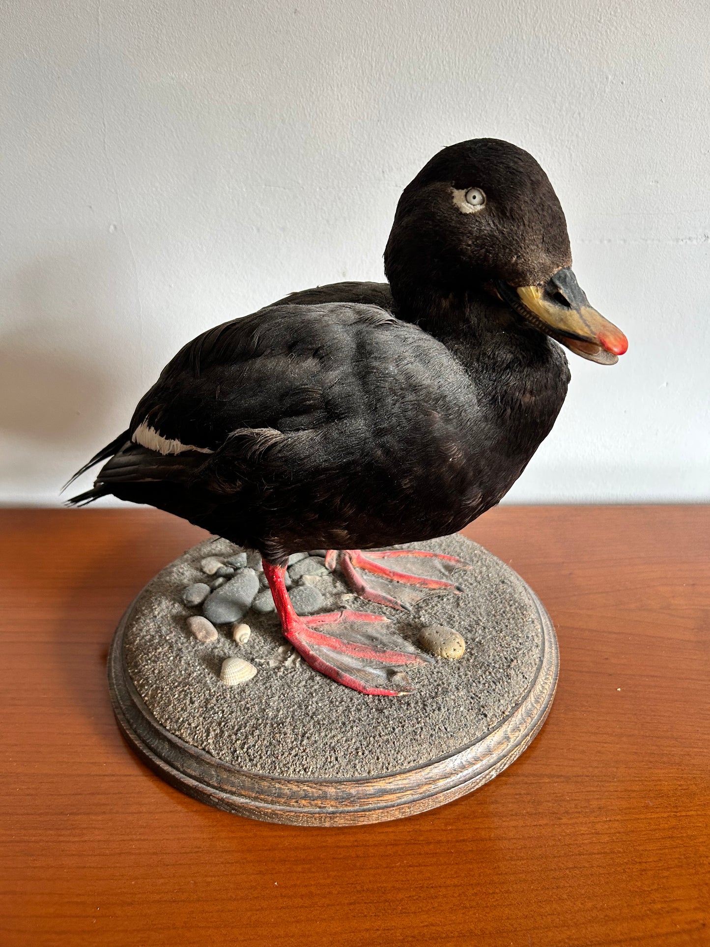 Taxidermy Velvet Scoter Superb Taxidermy Duck on Rockwork base.