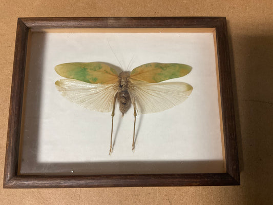 Taxidermy Katydid Large Framed Mounted Entomology Insect Specimen