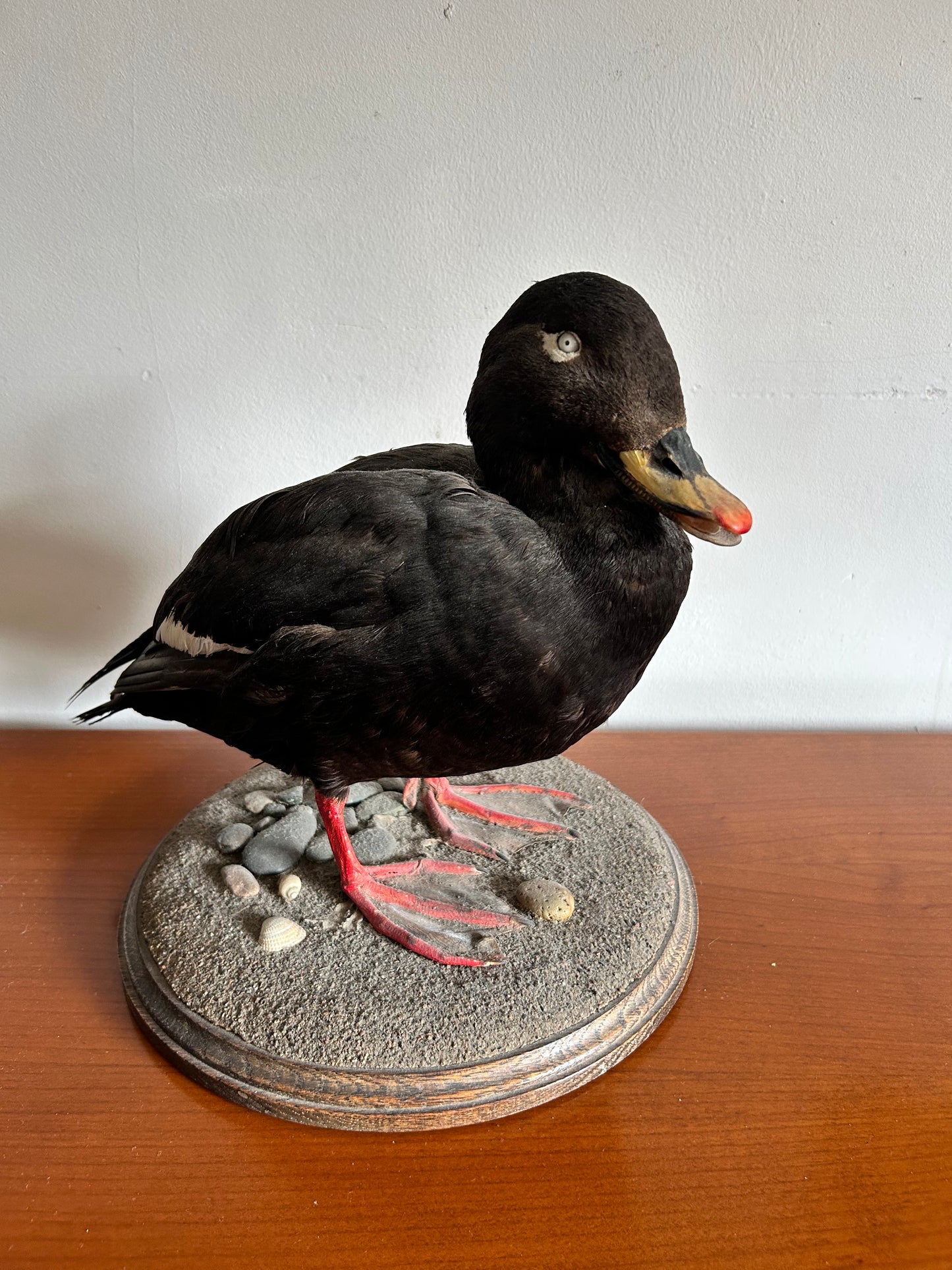 Taxidermy Velvet Scoter Superb Taxidermy Duck on Rockwork base.